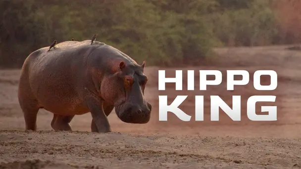 Hippo King