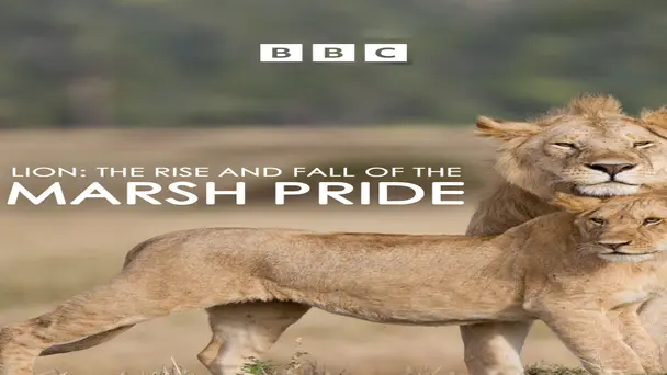 Lion The Rise and Fall of the Marsh Pride