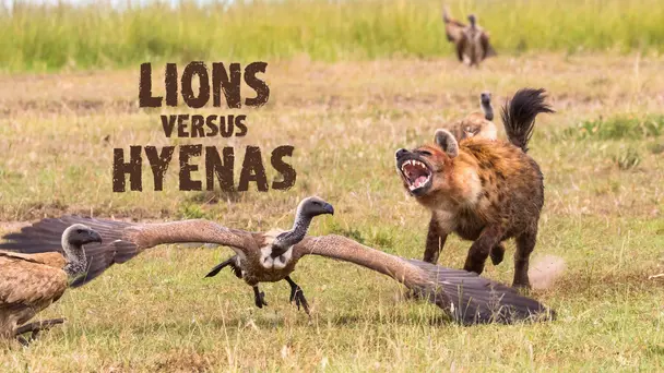 Lions Versus Hyenas