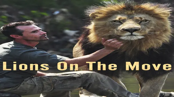 Lions on the Move
