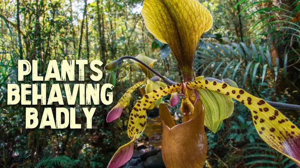 Plants Behaving Badly