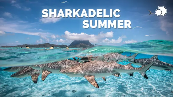 SW20: Sharkadelic Summer