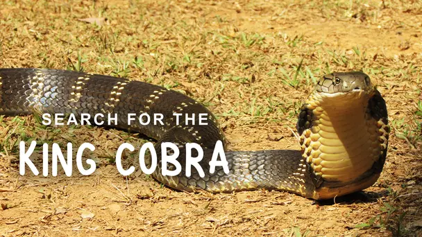 Search for the King Cobra