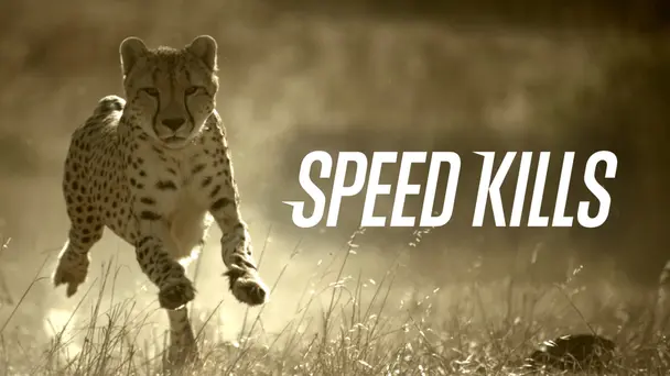 Speed Kills