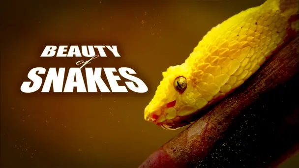 The Beauty Of Snakes