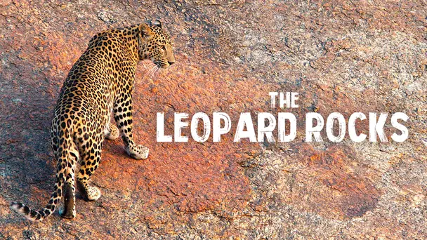 The Leopard Rocks