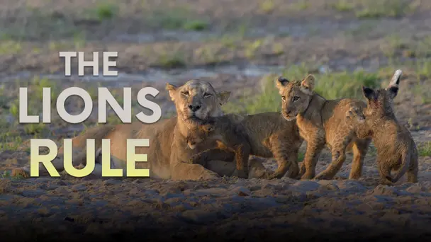 The Lions Rule