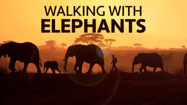 Walking With Elephants