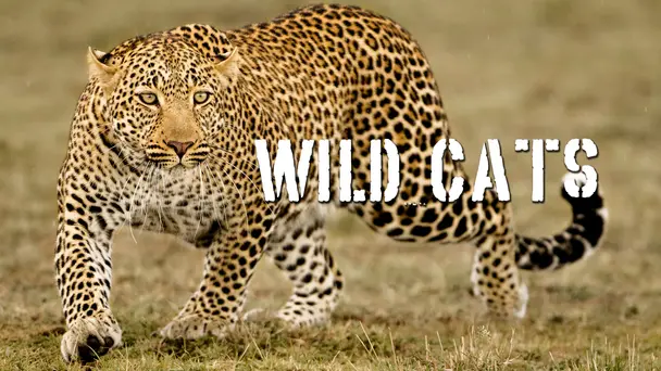 Wild Cats