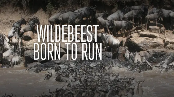 Wildebeest: Born To Run