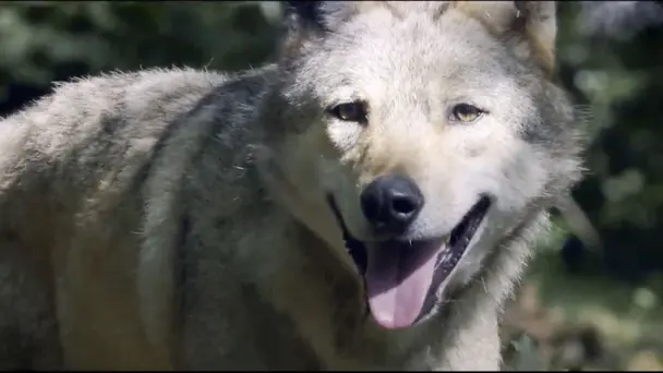 A Wolf's Journey