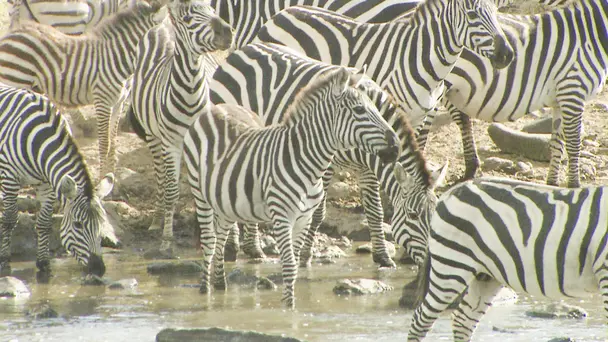 Incredible Migrations