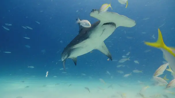 Alien Sharks Greate...