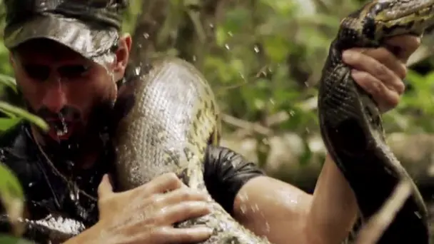 Anaconda Eaten Alive