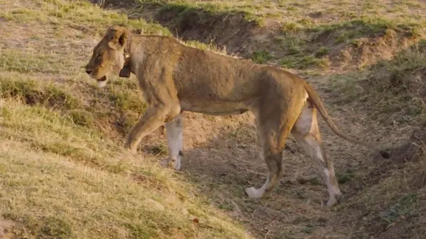 Strength in Sisterhood