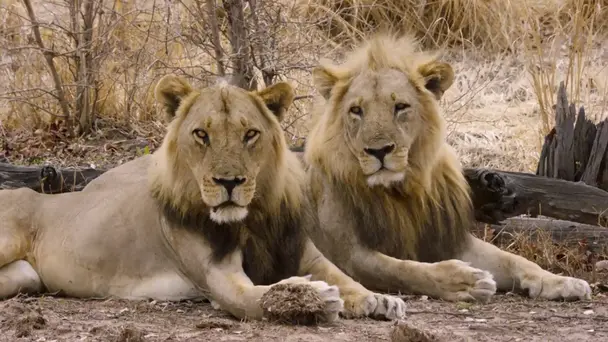 The Punks Strike Back