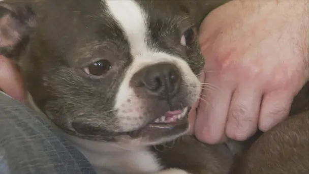 Wild Things and Pet...