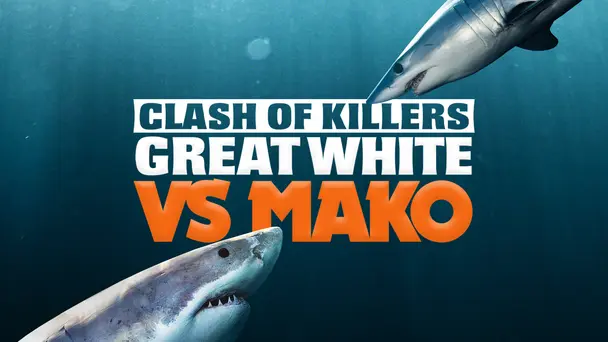 Great White vs Mako
