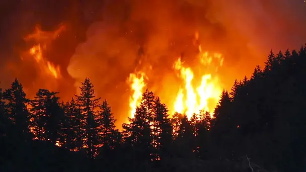 Uttarakhand Forest ...