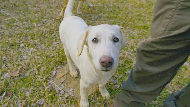 Pen and the Dogs of...