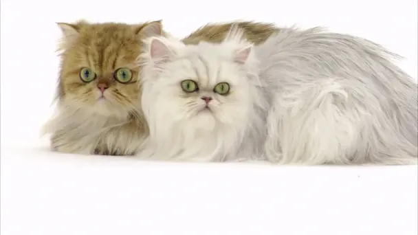 American Shorthair ...