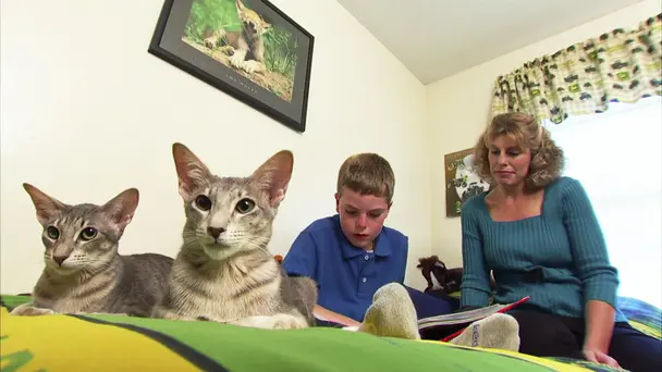 Maine Coon, Siamese...