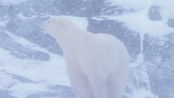 Earth: A Wild Refuge