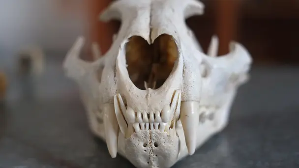 Squatch of Argentina