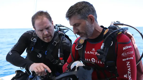 Sharks vs. Nazis in...