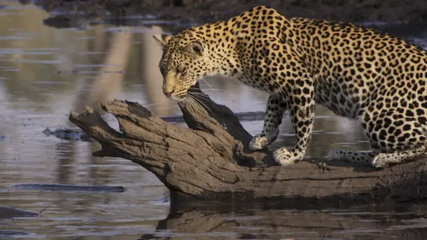 Fishing Leopards