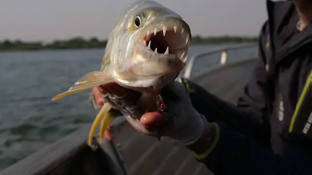 Eye of the Tigerfish
