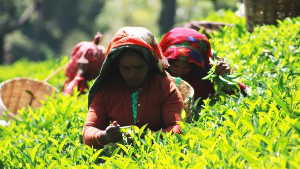 Helmets, Tea, Heati...
