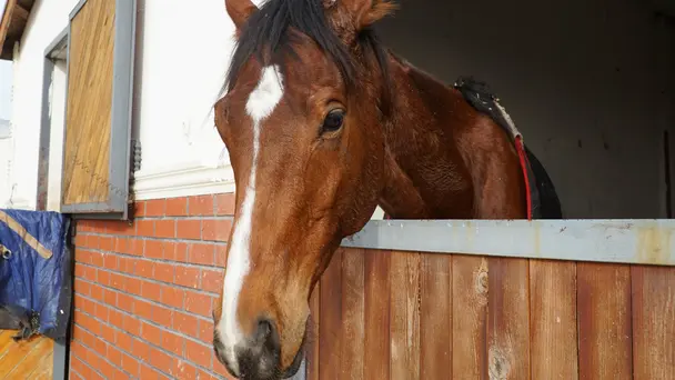 Flying Horses Chess...