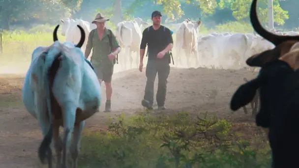 South American Slasher