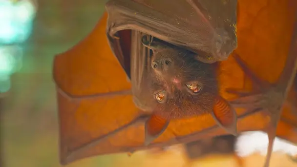 Fear in the Philipp...