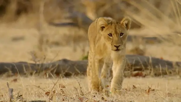 Young and Vulnerable