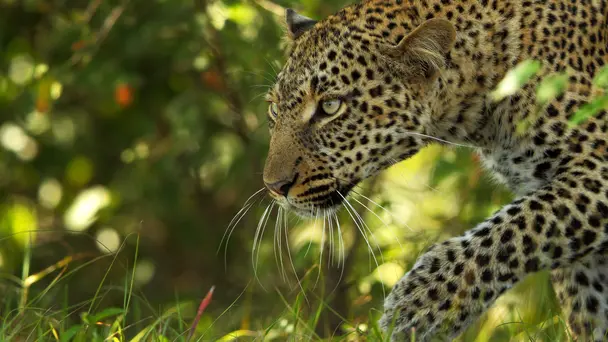 Living With Maneaters