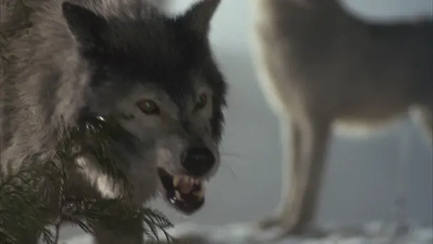 Man-Eating Super Wo...