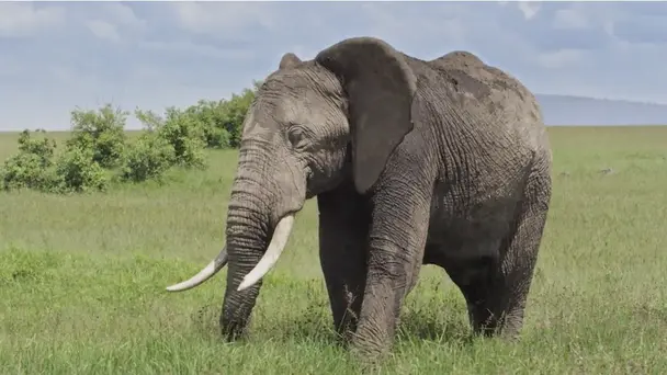 Masai Mara : Africa...