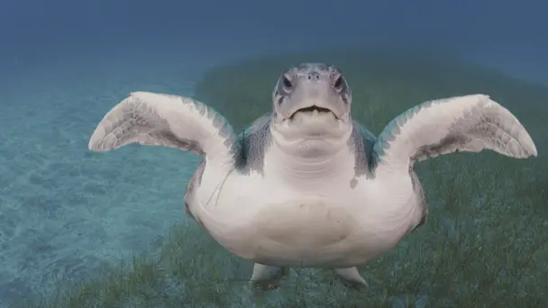 The Odyssey for New...