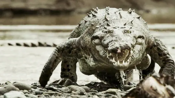 Monster Croc Invasion