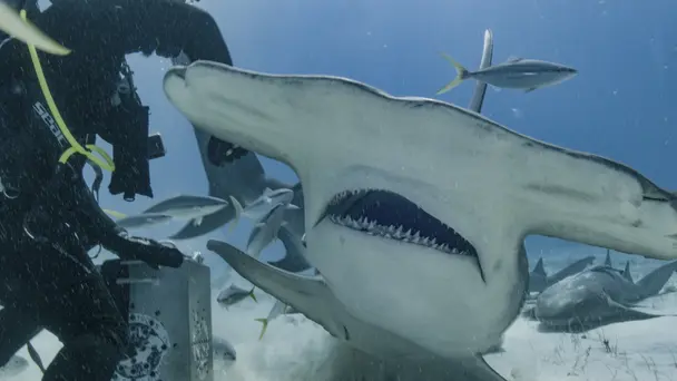 Mothersharker: Hamm...