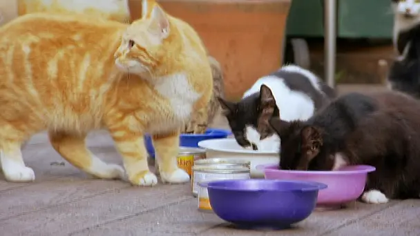 Cat Colleges and He...