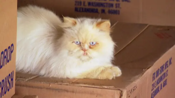 Cat Poo Coffee and ...