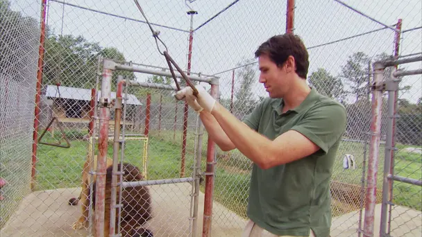 Kitty Tree Houses a...