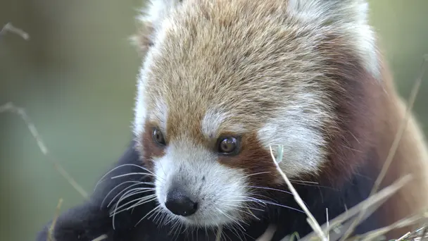 Wilds of India Part 2