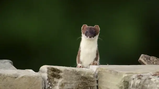 Weasels - Feisty an...