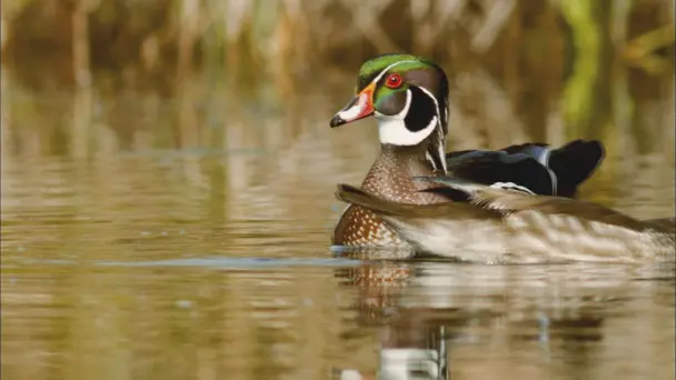 The Art of Seduction