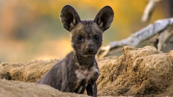 Lyca, The Painted W...