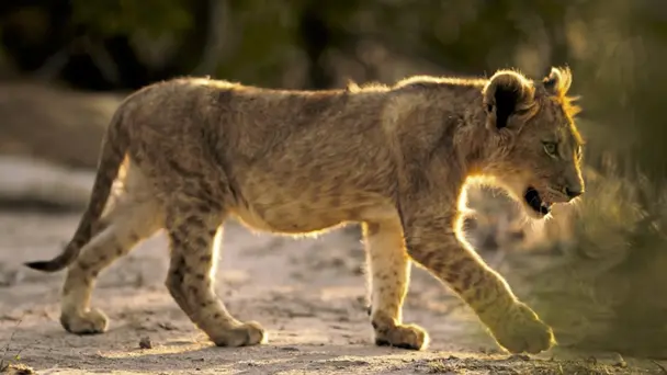 Chinga, the Lion Cub